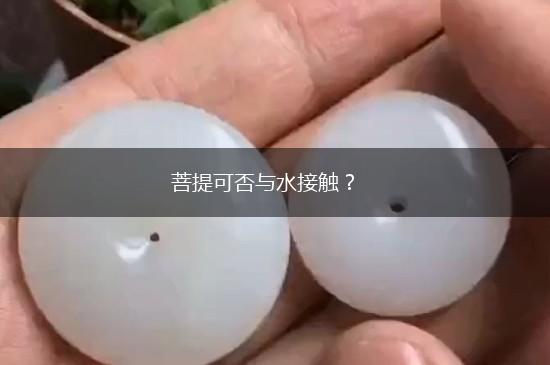 菩提可否与水接触？,第1张