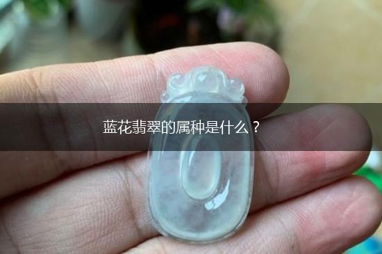 蓝花翡翠的属种是什么？,第1张