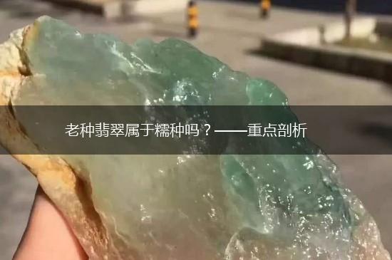 老种翡翠属于糯种吗？——重点剖析,第1张